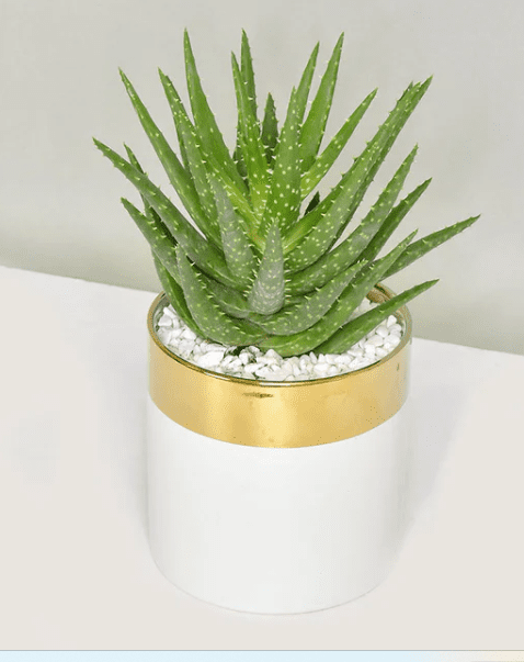 mask with aloe vera Exotic Blends Hydrating Australian Aloe Jelly Mask – Freeman Beauty main image 0