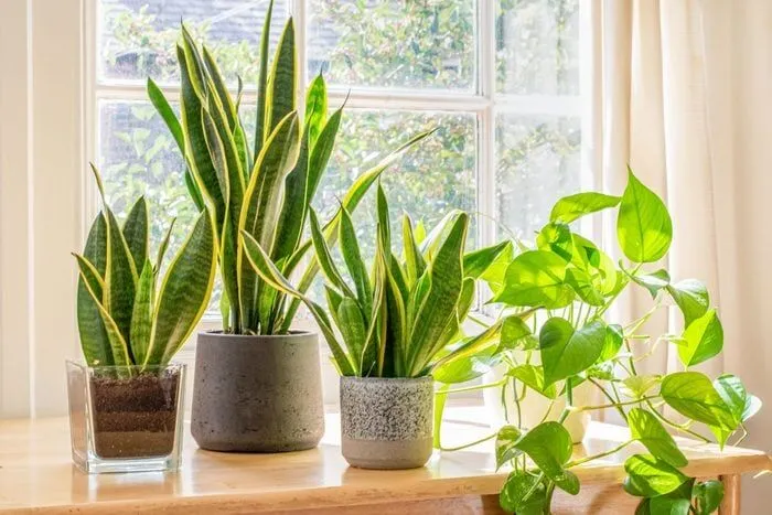 Your Guide To Purchasing Feng Shui Plants In Hong Kong - Little Steps