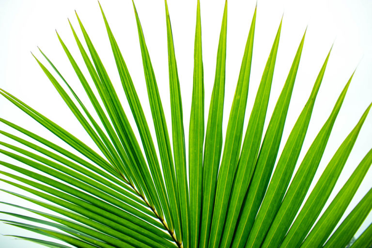 Cycad Island