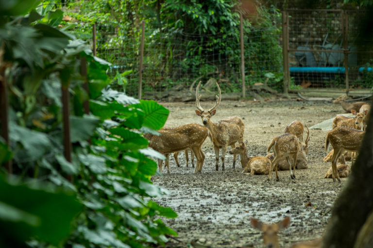 Kuala Lumpur Deer Park