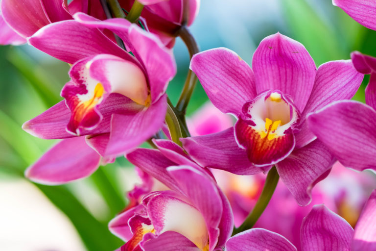 Orchid Garden in KL Perdana Gardens