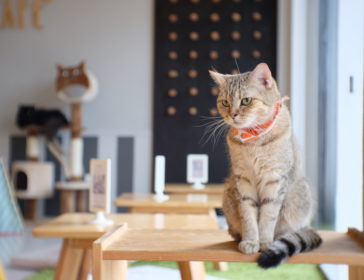 Visiting Pet Cafes In Kuala Lumpur – Dogs, Cats, More!