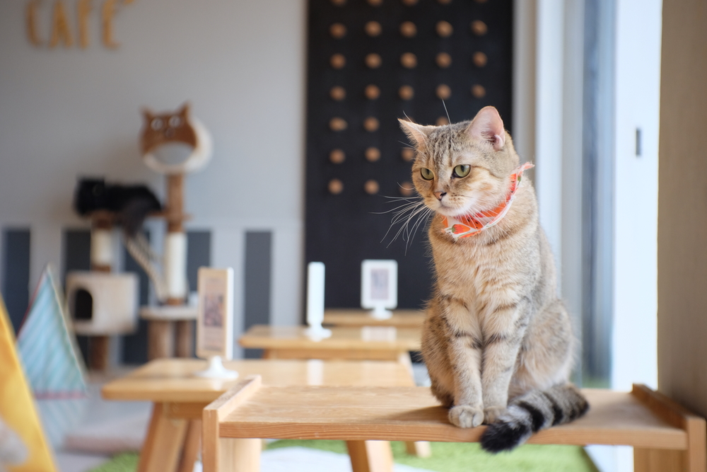 Visiting Pet Cafes In Kuala Lumpur – Dogs, Cats, More!