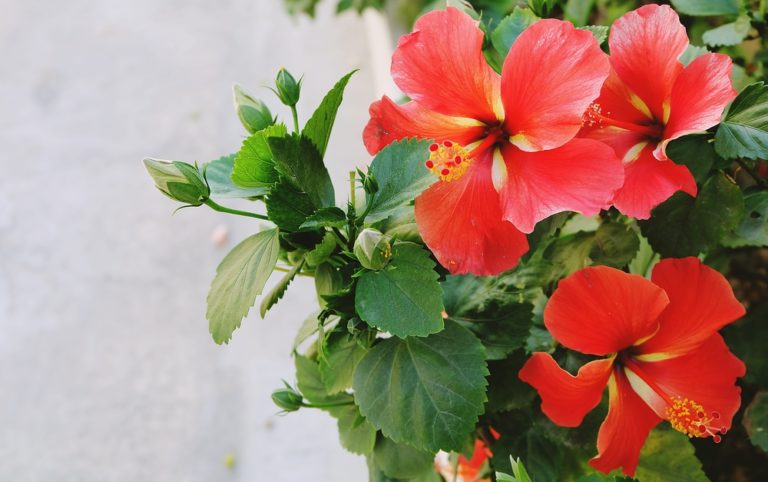 The Hibiscus Park