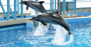 Swim With Dolphins At Ocean Park Hong Kong