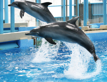 Swim With Dolphins At Ocean Park Hong Kong