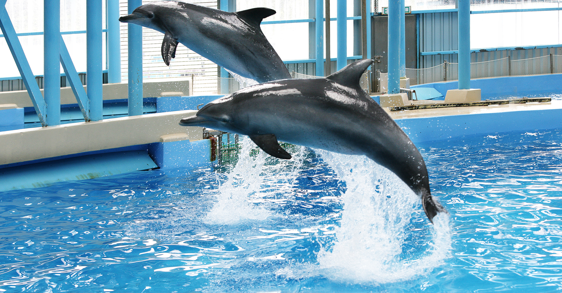 Swim With Dolphins Hong KOng
