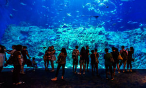 Aqua City At Ocean Park – Restaurant, Aquarium, More