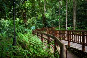 Visiting Bukit Timah Nature Reserve In Singapore