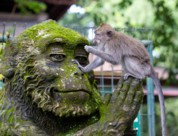 Guide To Visiting The Monkey Forest In Ubud, Bali