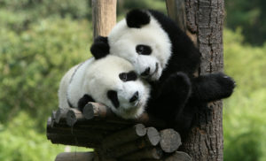 Go See Giant Pandas At Singapore Zoo