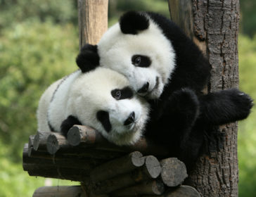 Go See Giant Pandas At Singapore Zoo
