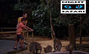 The Wallaby Trail At The Night Safari In Singapore