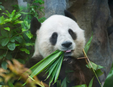 Be A Panda Keeper At Ocean Park, Hong Kong
