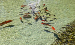 Visiting Qian Hu Fish Farm In Singapore With Kids