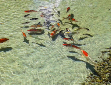 Visiting Qian Hu Fish Farm In Singapore With Kids