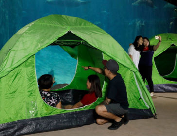 Sleep With The Beasts Singapore Zoo 2-Day Overnight Family Camp