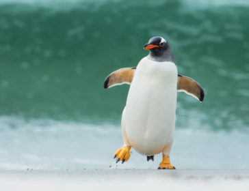 Sleep With The Penguins At Jurong Bird Park Singapore