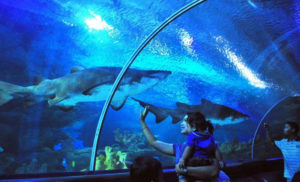 Visit Sea World In Ancol, Jakarta With Kids