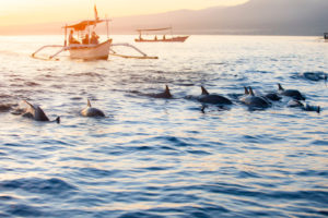 Dolphin Watching at Lovina Beach in Bali