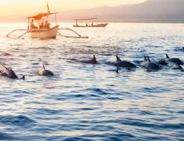 Dolphin Watching at Lovina Beach in Bali