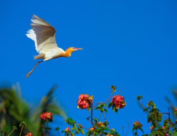 Bali Bird Walks For Bird Watching Tours In Bali