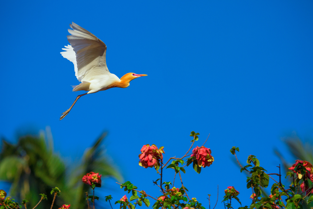 Bali Bird Watching Tours