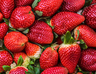 Outdoor Strawberry Picking With Kids In Bali Mountains