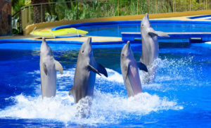 Dolphin Magic