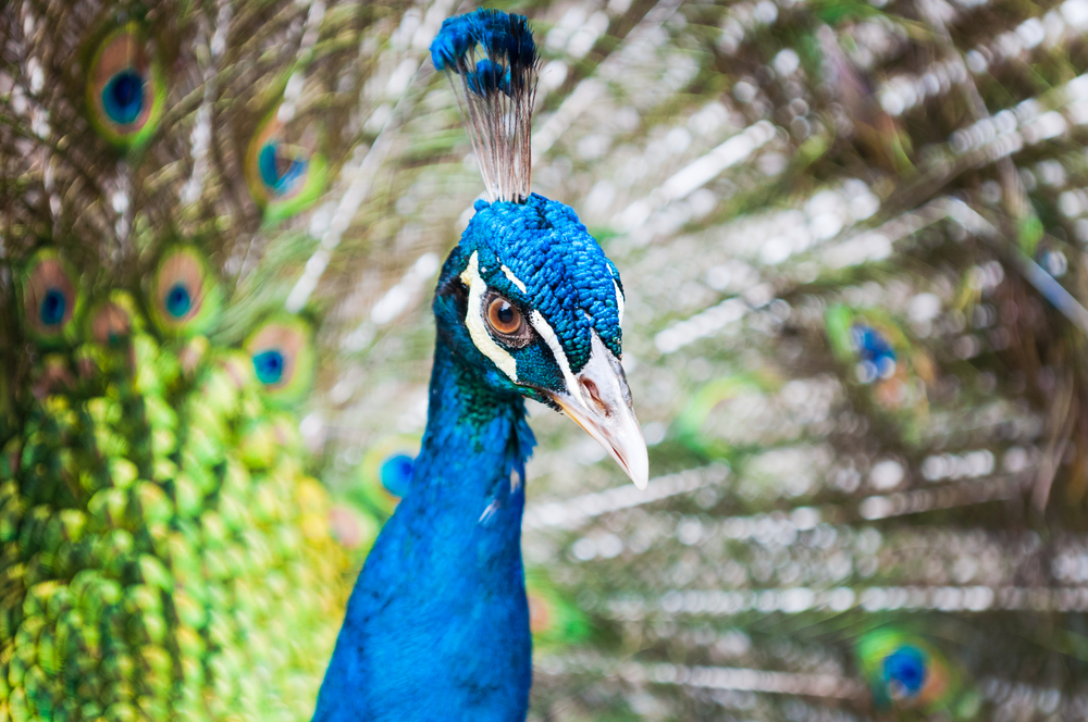 KL Bird Park