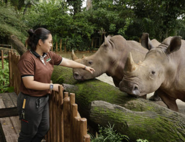 Events-At-Singapore-Zoo