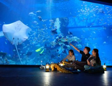 Visiting The Jakarta Aquarium With Kids