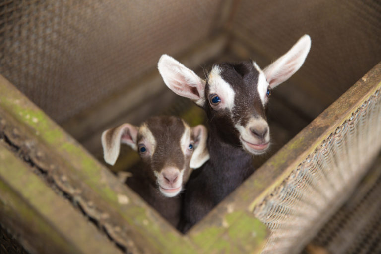 Hay-Dairies-Goat's-Milk-Delivery-Singapore