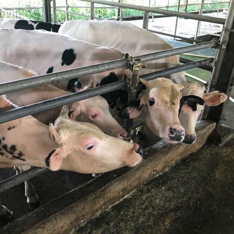 Viknesh-Dairy-Farm-Cow's-Milk-Singapore