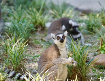 Family-Friendly Mini Hong Kong Zoos For Animal Spotting