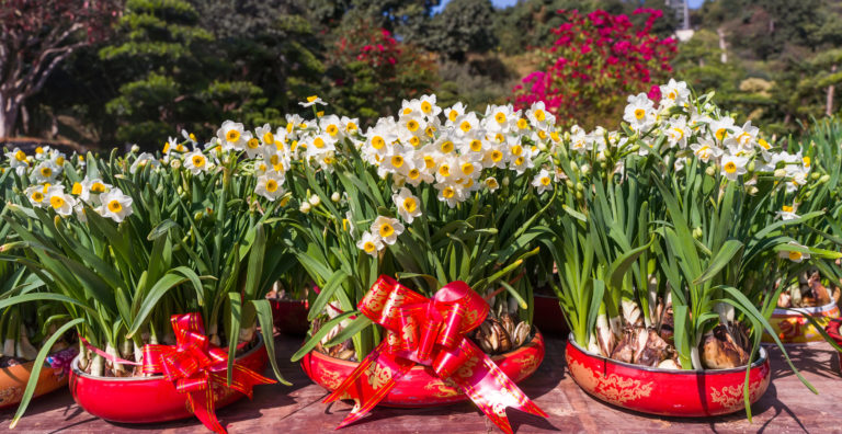 Flowers And Plants For CNY In Malaysia