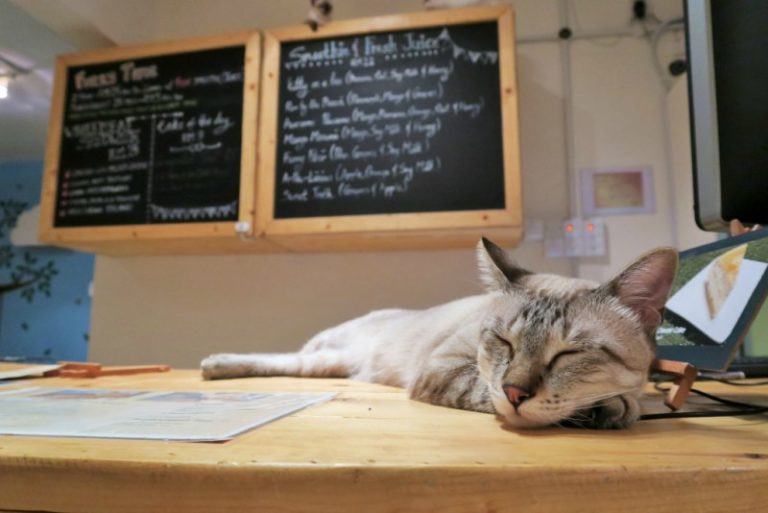 Purradise Cat Café