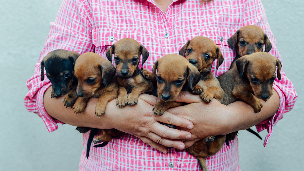 Where To Adopt Dogs Cats Rabbits Hamsters In Singapore Little Steps