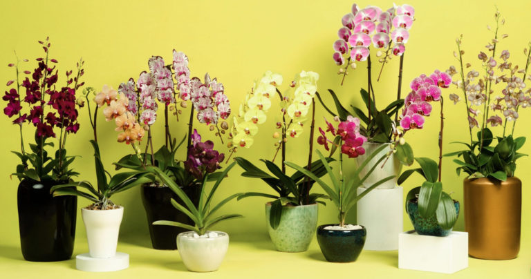 Eka Karya Orchids Phalaenopsis Dendrobium Anthurium Florist Gift Jakarta