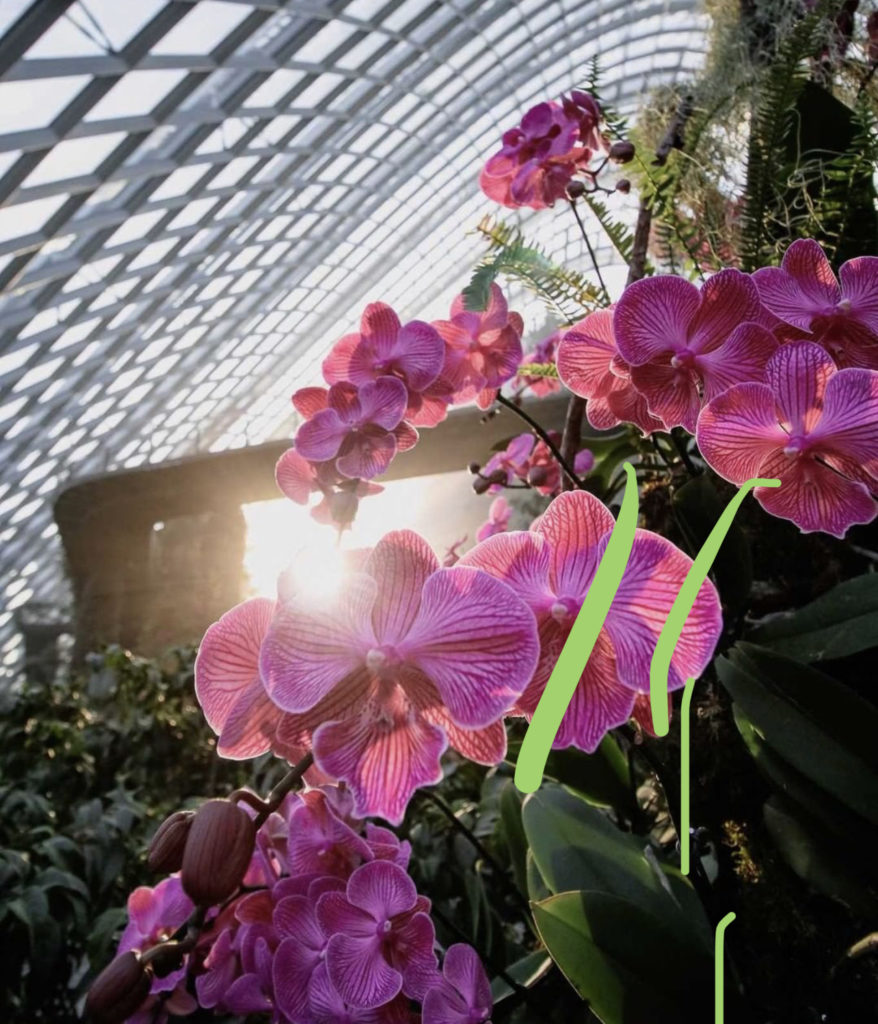 Gardens-By-The-Bay-Events-In-Singapore