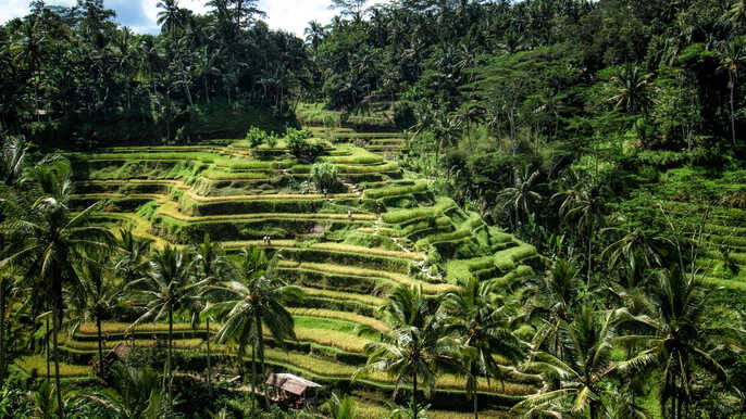 Ubud best family restaurants in Bali Little Steps Asia