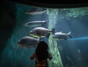 Visit AquariaKLCC State Of The Art Aquarium Kuala Lumpur