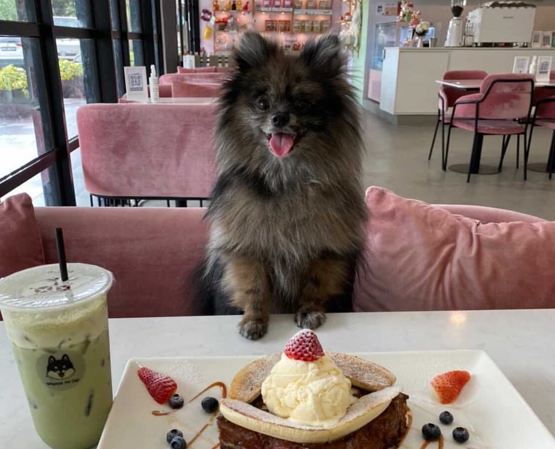 Cafes To Bring Your Pets In Singapore