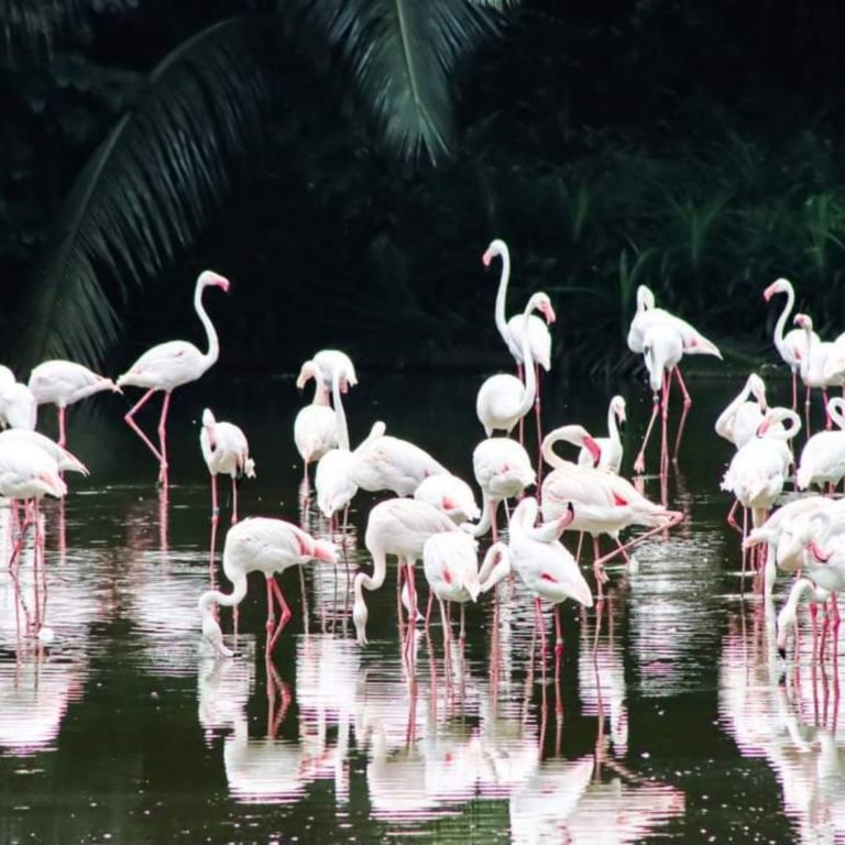 Jurong-Bird-Park-Top-Things-To-Do-With-Family-Singapore
