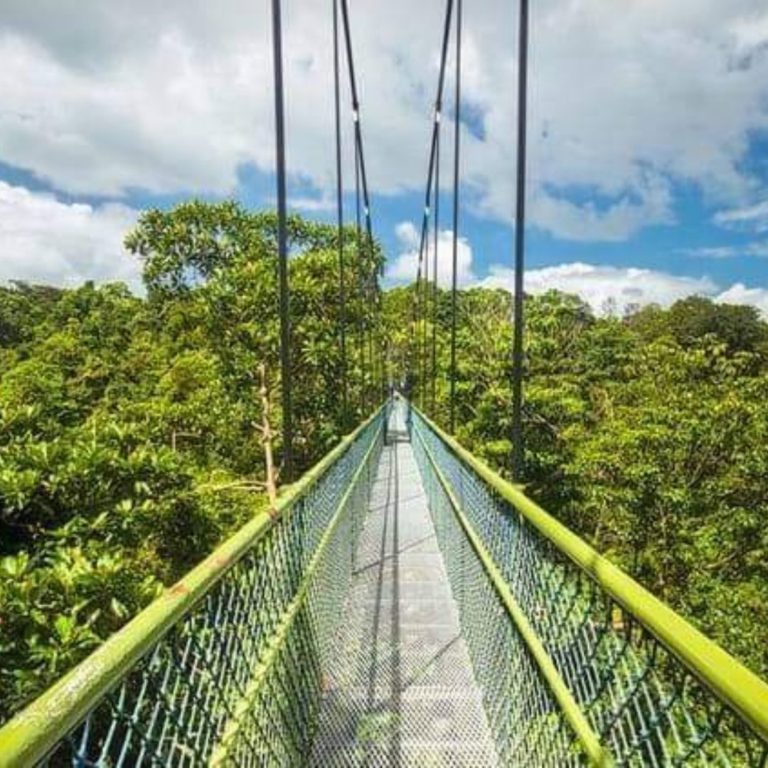 Macritchie-Tree-Top-Singapore-Top-Things-To-Do-With-Family-Singapore