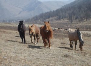 Genghis Khan Riding And Adventure Camp In Mongolia