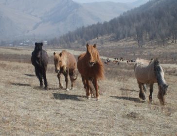 19 Unique Short-Haul Adventures In Asia - MONGOLIA - Genghis Khan Riding Camp