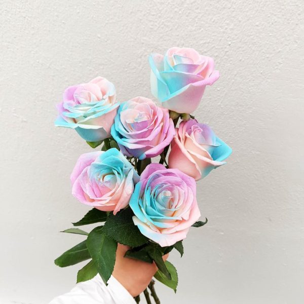 Two Toned Colored Roses By 24 Hrs City Florist Singapore