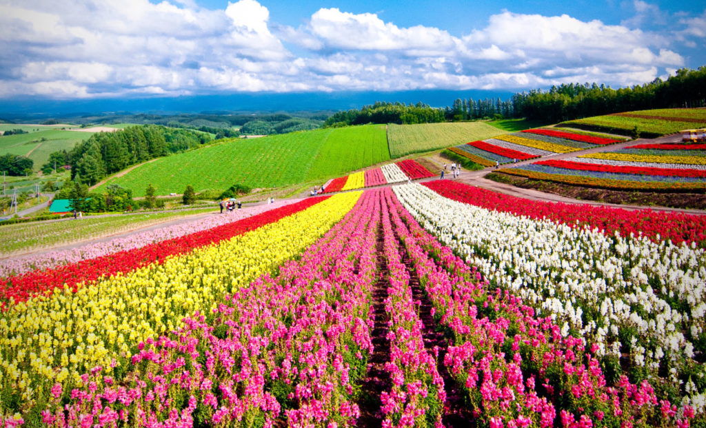 6 Summer Activities Your Kids Will Love In Niseko