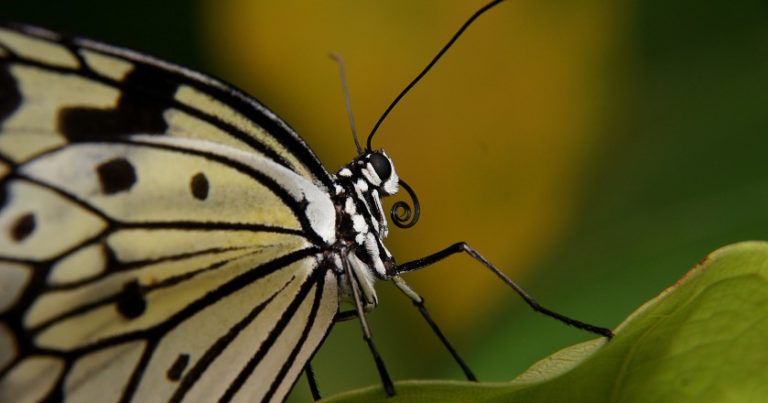 Animal Adventures In KL With Kids At Butterfly Park